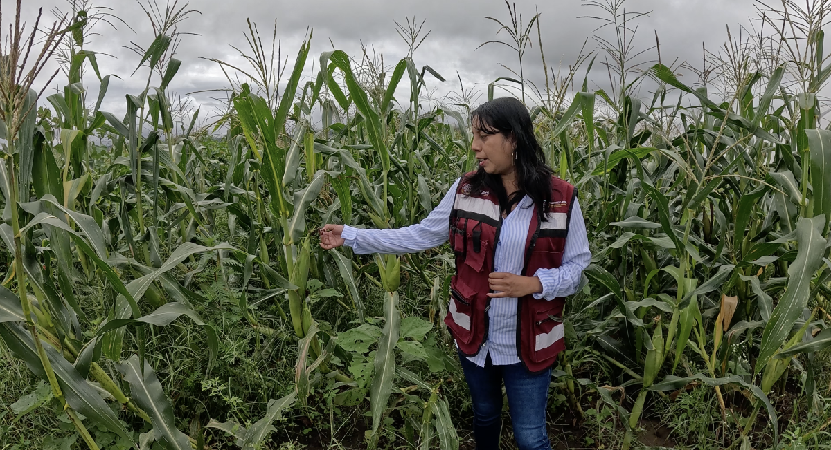 Elsa Mariela Rodríguez Arteaga, técnica de Sefader. (Foto: CIMMYT)